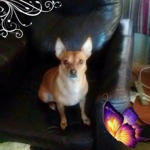 Meet your Posher, Wendy